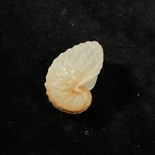 Argonauta boettgeri, Mozambico, 35,3 mm, F+, BELL'ESEMPLARE!!!