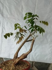 Bonsai di Glicine 45x16cm In