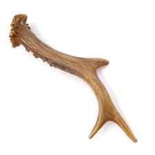 Corno Di Lunghezza 18 CM Cervi