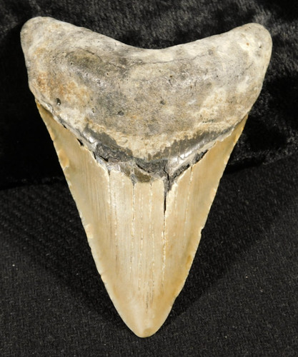 Grande dente fossile - dente,