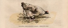 Stampa antica animali GALLINA
