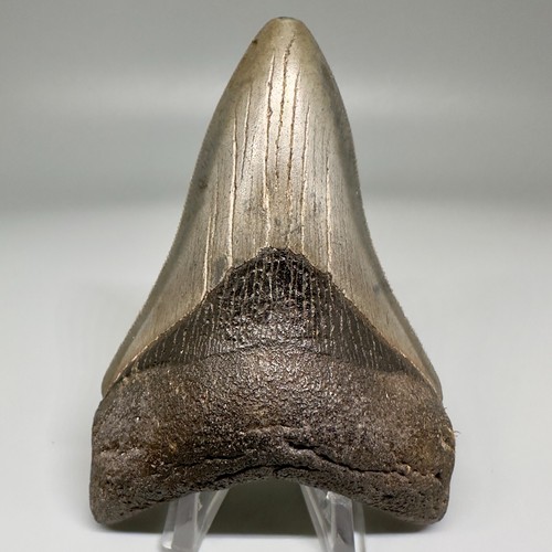Dente squalo megalodon - di,