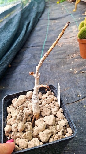 Boswellia nana succulente