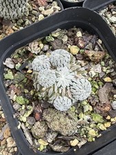 Rara succulenta pelecyphora - rara,