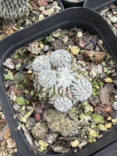 Rara succulenta pelecyphora - rara,