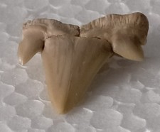 Fossile dente di squalo -