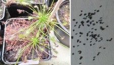Semi (20) di Drosera intermedia 'Carolina giant', pianta carnivora