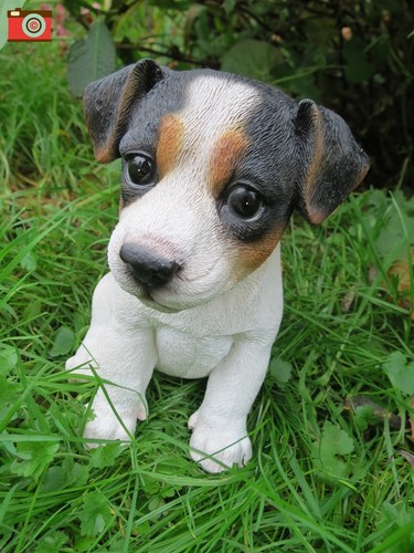 Jack russell puppy - jack, puppy,