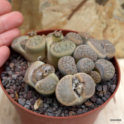 Lithops hookerii vaso cm - vaso,