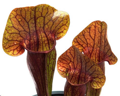 Acquista sarracenia oreophila - acquista,