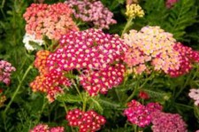 Semi achillea fiori per giardino colore misti giardini fioriti aiuole seeds
