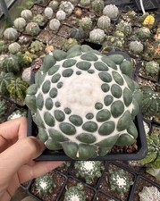 Vendita Raro Cactus