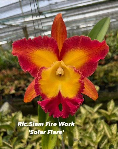 Thailandia profumo orchidea - profumo,