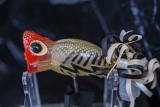 ESCA DA PESCA JAPAN POPPER