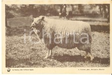 1930 ca FRANCE Syndicat Propagande Elevage de la Manche - Mouton TEXEL *Carte