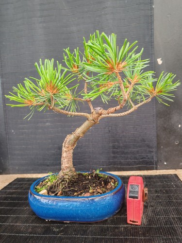 Bonsai pino pentaphilla h - pino,