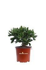 Pianta di Crassula varietà