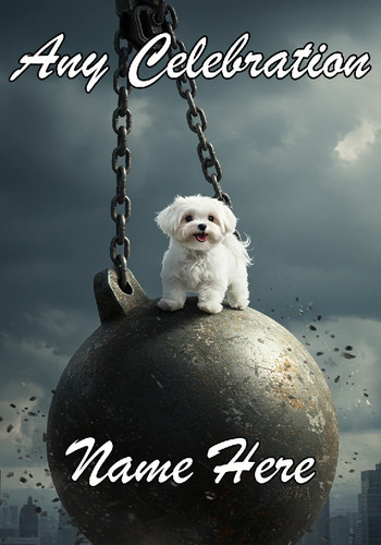 Nai324 cane maltese - su, palla