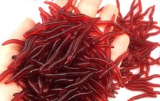Set 50 verme rosso da terra in