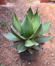 AGAVE GHIESBREGHTII - PIANTA