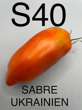 graine / seed tomate taille