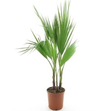 Palma messicana "Washingtonia