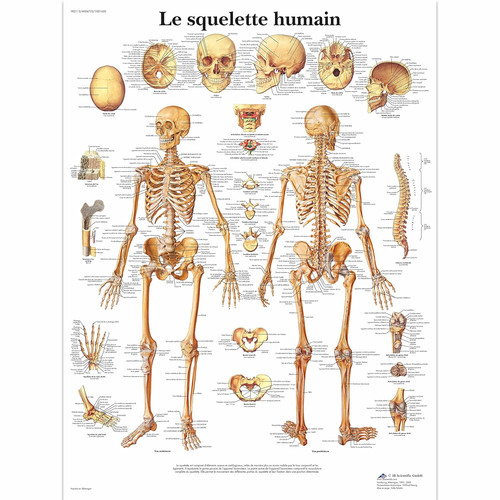 Scheletro umano tavola - scheletro,