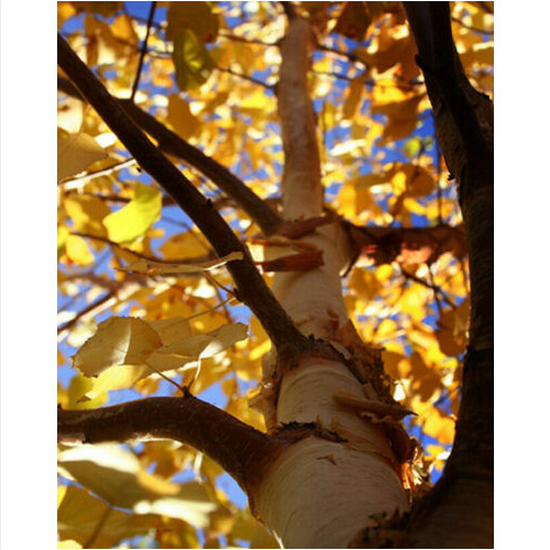 Semi betulla betula alba - semi,