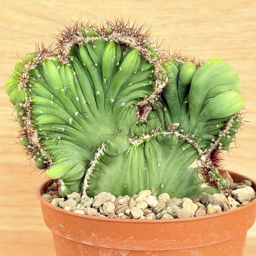 Cereus peruvianus coral f - peruvianus,