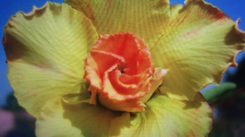 Adenium obesum rosa - adenium, del
