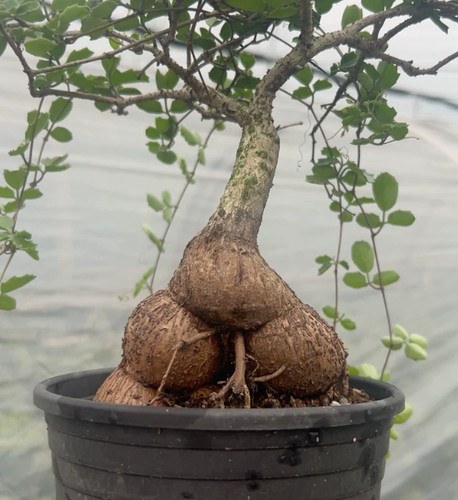 Rara pianta succulenta