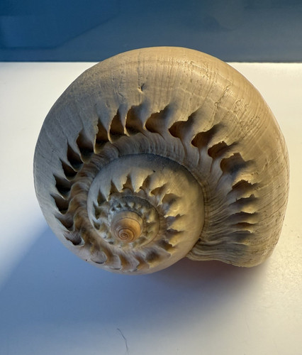 Conchiglia gigante fossile - gigante, , fossile