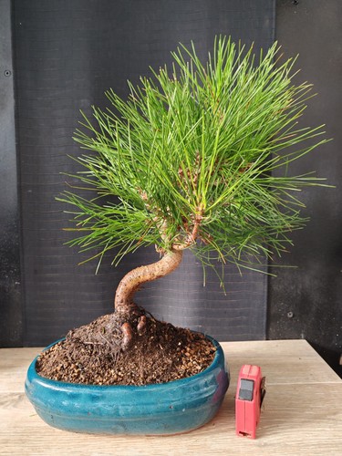 Bonsai pino nero tumbergii - , h
