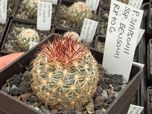 Pediocactus simponii ssp