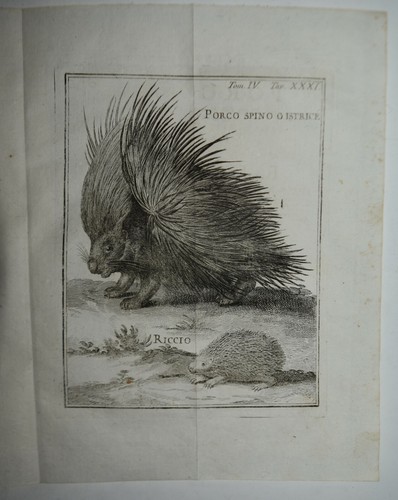 Zoologia fig 1749 castoro - zoologia,