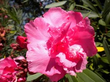 Nerium oleander "rosa doppio"