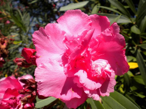 Nerium oleander rosa doppio - oleander, doppio"