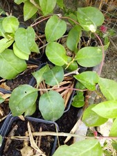 Vite Di Madeira - Pianta Radicata Rooted Plant