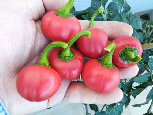 Semi peperoncino tondo - di,