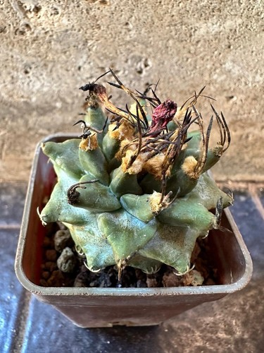 Turbinicarpus alonsoi xichu - turbinicarpus,