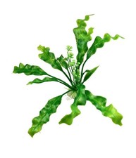 Pianta 20 Cm Piantina