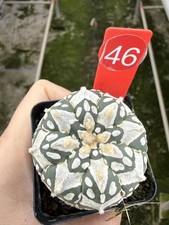 Astrophytum asterias