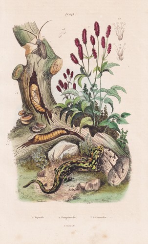 Salamandra salamander anfibi - salamandra,