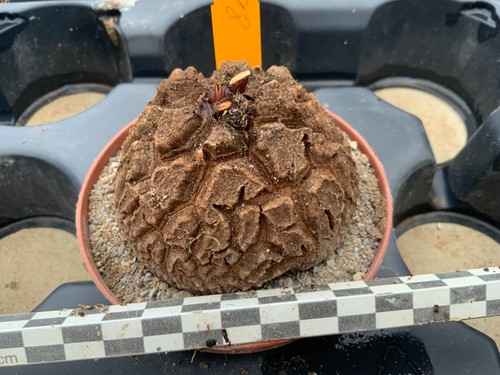 398 dioscorea elephantipes - 398,