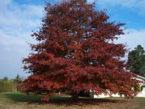 Quercus rubra quercia rossa - quercus,
