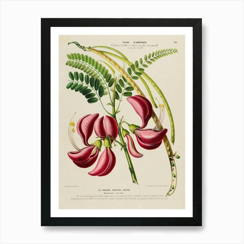 Illustrazione botanica un - illustrazione,