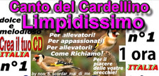 CANTO DEL CARDELLINO ITALIANO