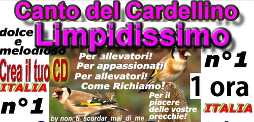 Canto del cardellino italiano - canto,