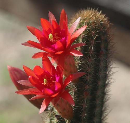 Hildewintera montezuma - hildewintera, 'montezuma'