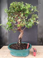 bonsai  quercia da sughero  h